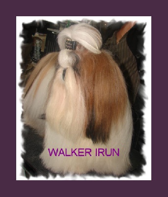 des joyaux du mas enchante - WALKER CACS CACIB MEILLEUR DE RACE IRUN !!!!!!!