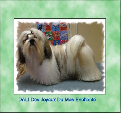 des joyaux du mas enchante - DALI