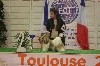  - spéciale race Exposition Toulouse février 2017