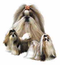 des joyaux du mas enchante - standard du shih tzu !