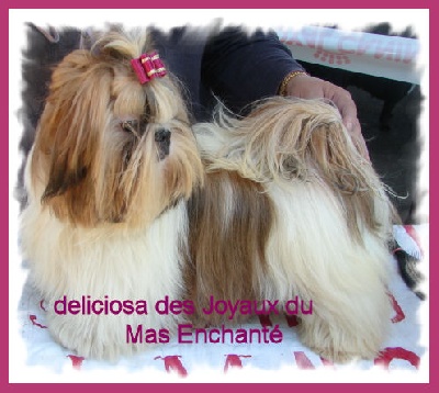 des joyaux du mas enchante - MEILLEUR PUPPY POUR DELICIOSA !