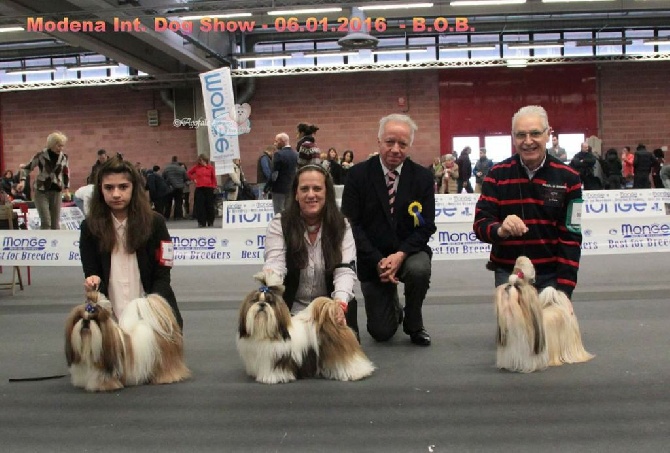 des joyaux du mas enchante - hacker obtient le CACIB à modena janvier 2016 avec Mr Dupas