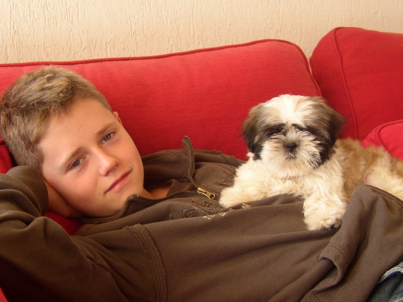 mes shih tzus chez mes clients